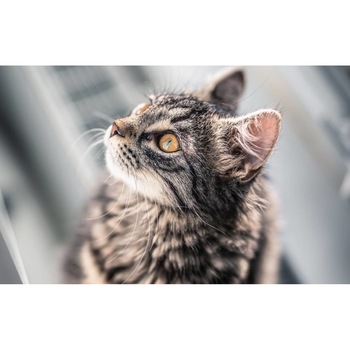 Tablou canvas 90x50 cm, Pisici model 115 Tablou canvas 90x50 cm, Pisici model 115