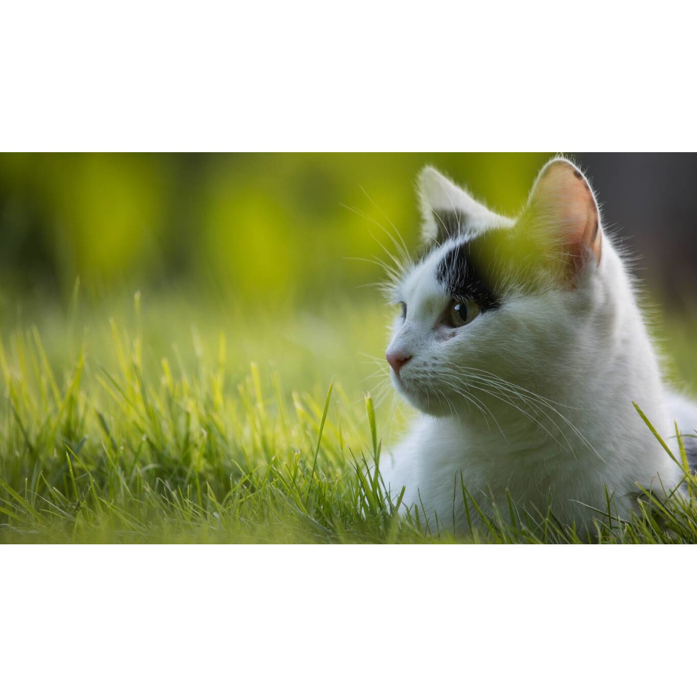 Tablou canvas 75x50 cm, Pisici model 129