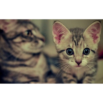 Tablou canvas 90x50 cm, Pisici model 106 Tablou canvas 90x50 cm, Pisici model 106