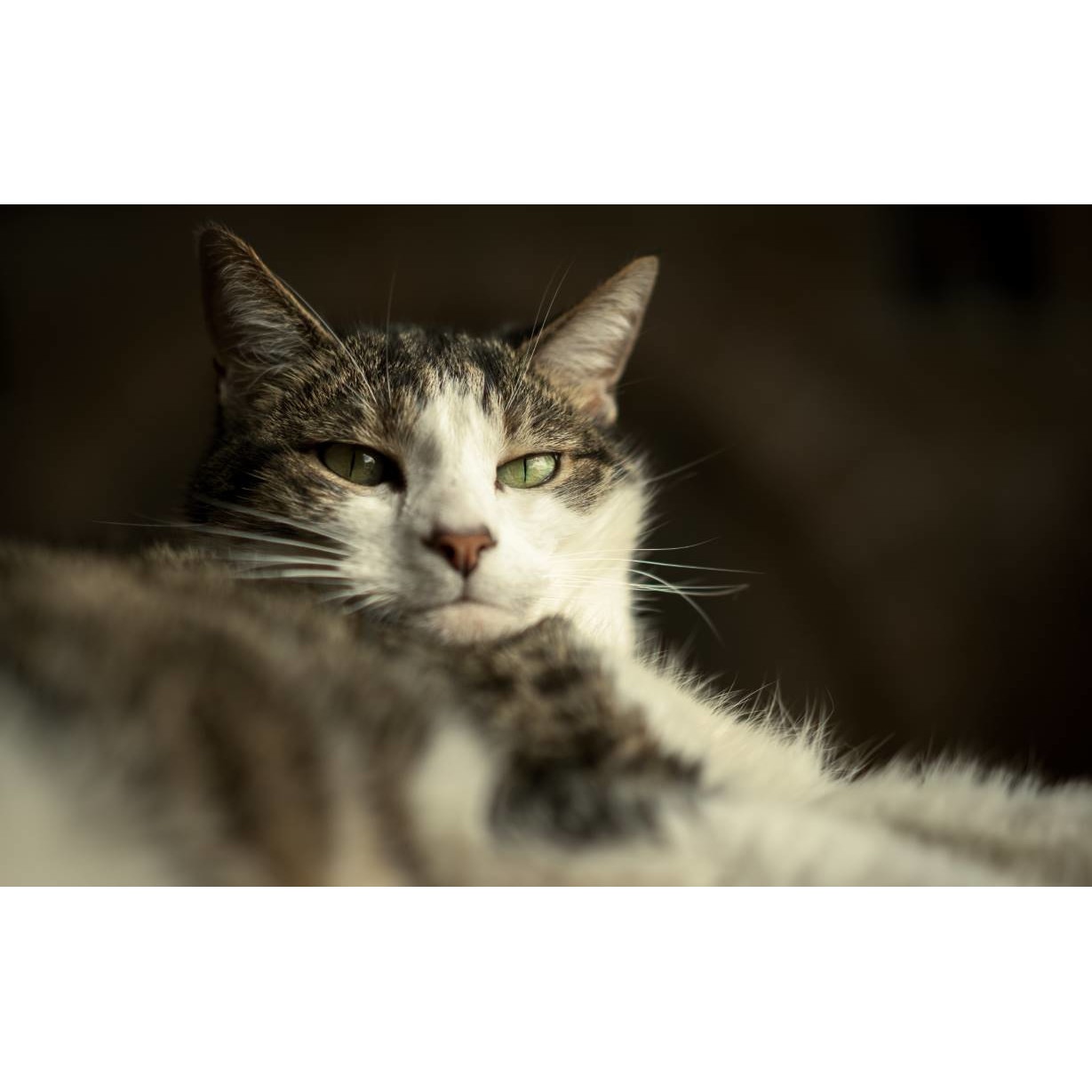 Tablou canvas 50x35 cm, Pisici model 125