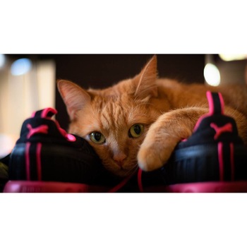 Tablou canvas 50x35 cm, Pisici model 104 Tablou canvas 50x35 cm, Pisici model 104