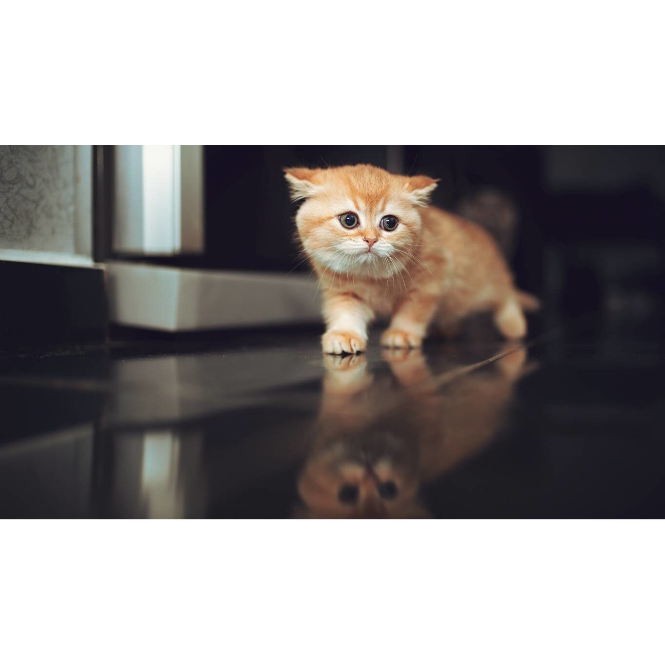 Tablou canvas 75x50 cm, Pisici model 102