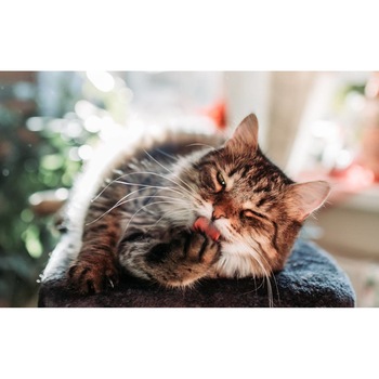 Tablou canvas 90x50 cm, Pisici model 114 Tablou canvas 90x50 cm, Pisici model 114