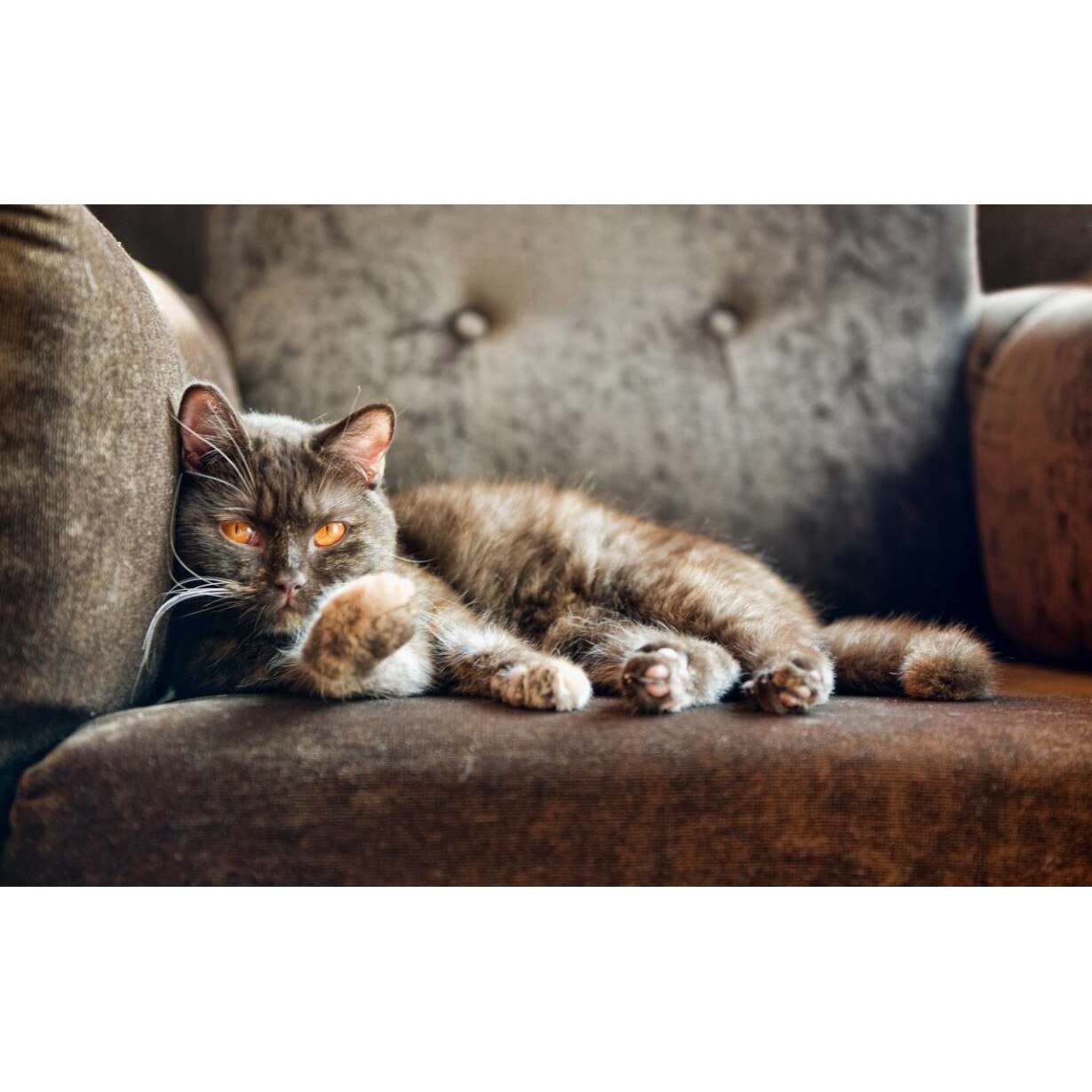 Tablou canvas 50x35 cm, Pisici model 113