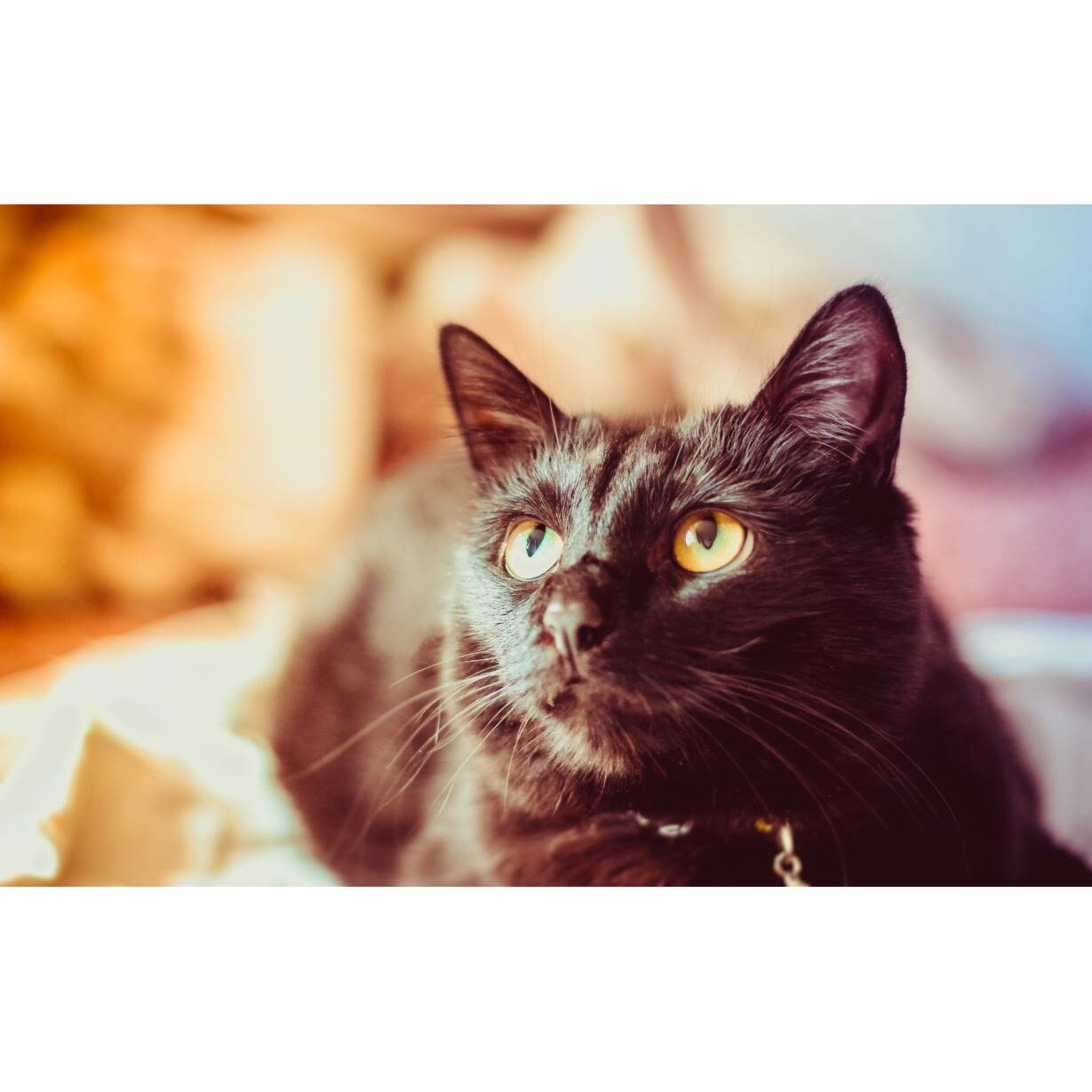 Tablou canvas 75x50 cm, Pisici model 119