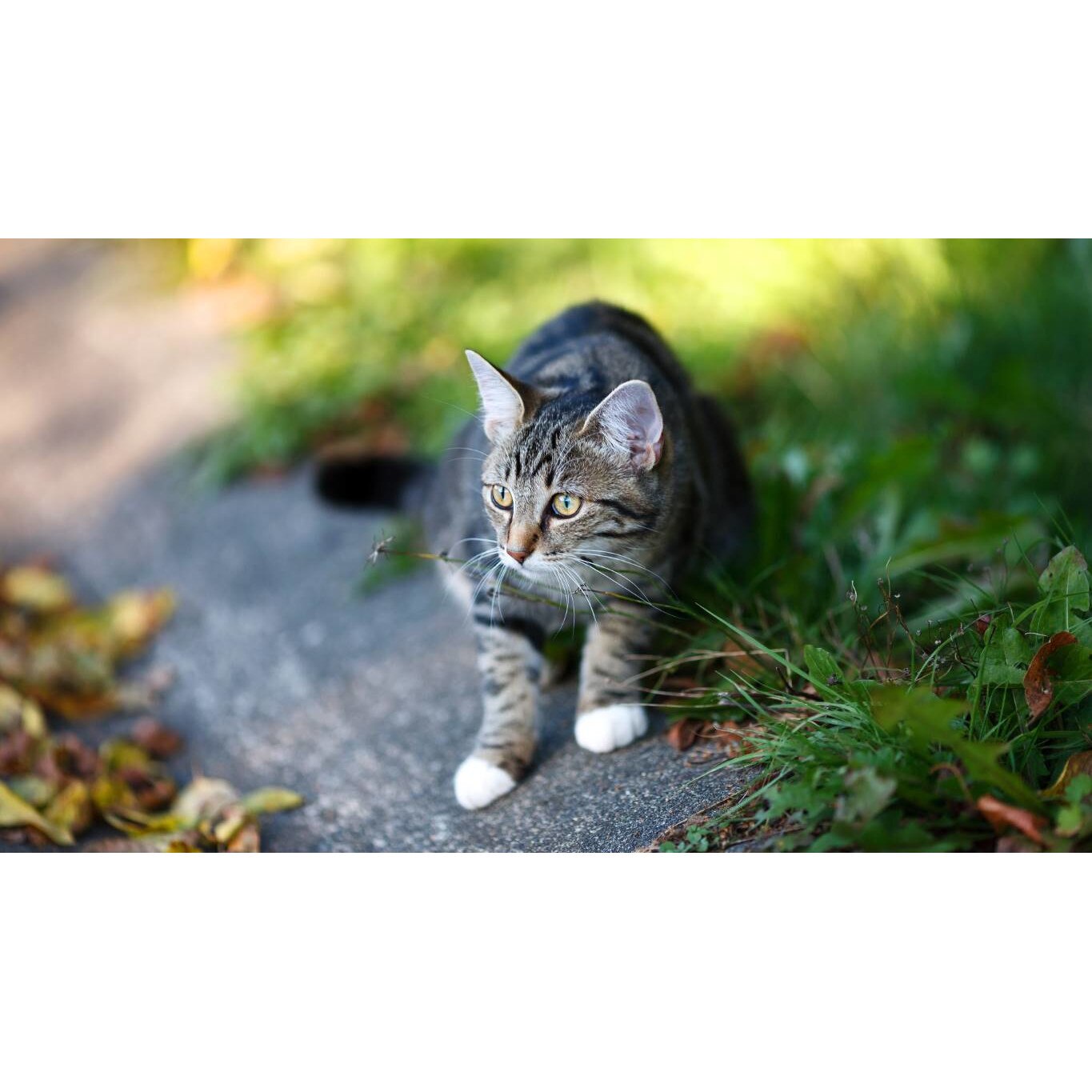 Tablou canvas 50x35 cm, Pisici model 131