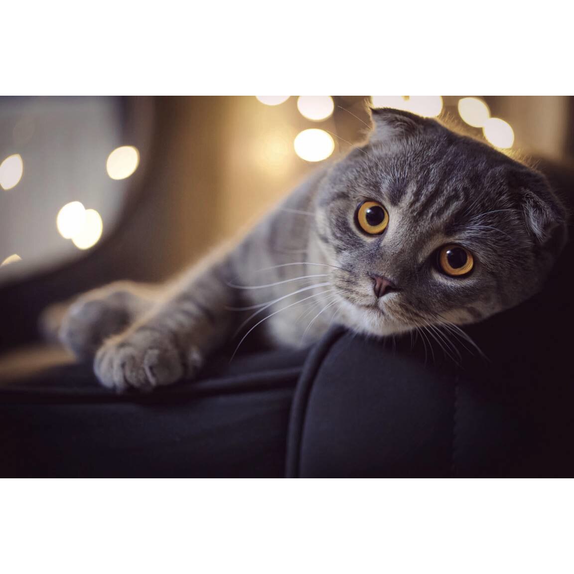 Tablou canvas 75x50 cm, Pisici model 128