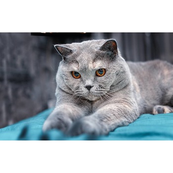 Tablou canvas 75x50 cm, Pisici model 107 Tablou canvas 75x50 cm, Pisici model 107