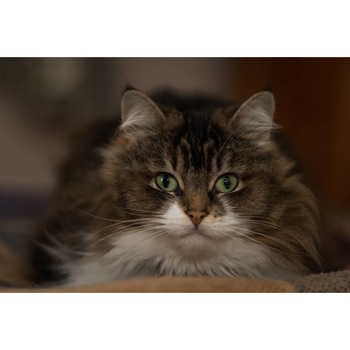 Tablou canvas 90x50 cm, Pisici model 127 Tablou canvas 90x50 cm, Pisici model 127