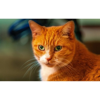 Tablou canvas 50x35 cm, Pisici model 101 Tablou canvas 50x35 cm, Pisici model 101