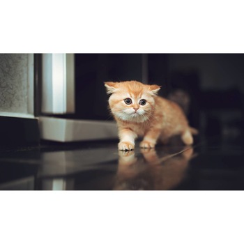 Tablou canvas 90x50 cm, Pisici model 111 Tablou canvas 90x50 cm, Pisici model 111