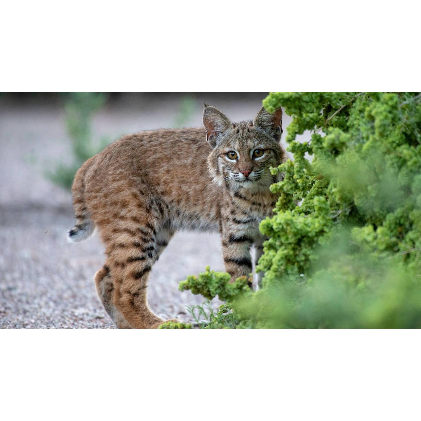 Tablou canvas 75x50 cm, Pisici model 143