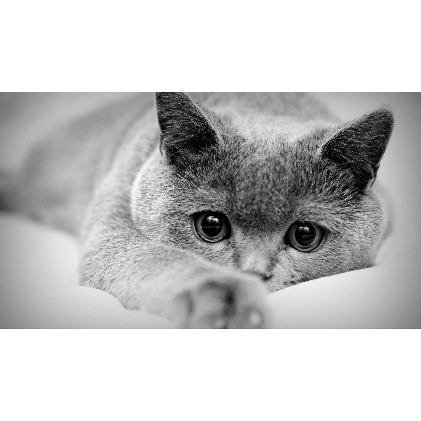 Tablou canvas 75x50 cm, Pisici model 152