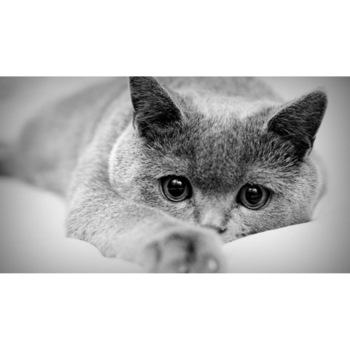 Tablou canvas 75x50 cm, Pisici model 152 Tablou canvas 75x50 cm, Pisici model 152