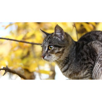 Tablou canvas 50x35 cm, Pisici model 147 Tablou canvas 50x35 cm, Pisici model 147