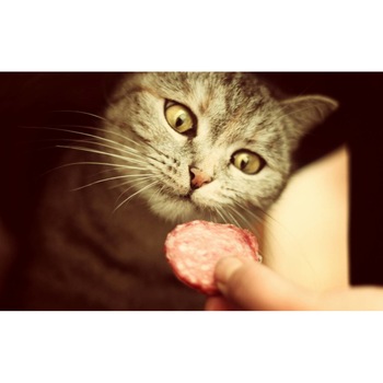 Tablou canvas 50x35 cm, Pisici model 126 Tablou canvas 50x35 cm, Pisici model 126