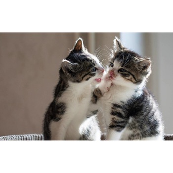 Tablou canvas 50x35 cm, Pisici model 138 Tablou canvas 50x35 cm, Pisici model 138