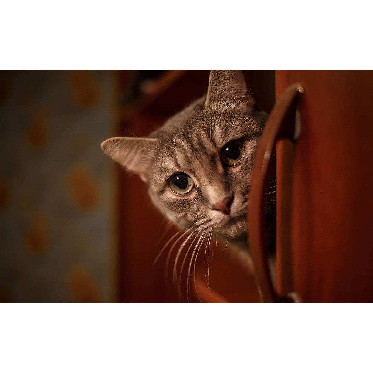 Tablou canvas 75x50 cm, Pisici model 160