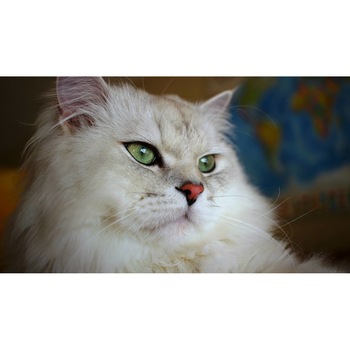 Tablou canvas 50x35 cm, Pisici model 146 Tablou canvas 50x35 cm, Pisici model 146