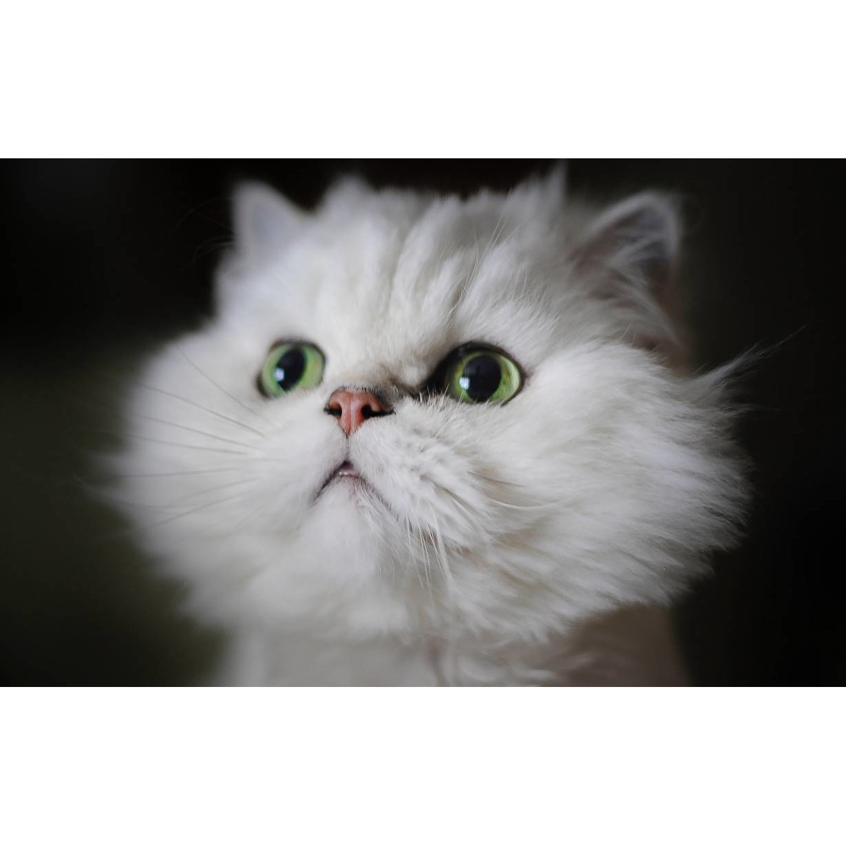 Tablou canvas 75x50 cm, Pisici model 135