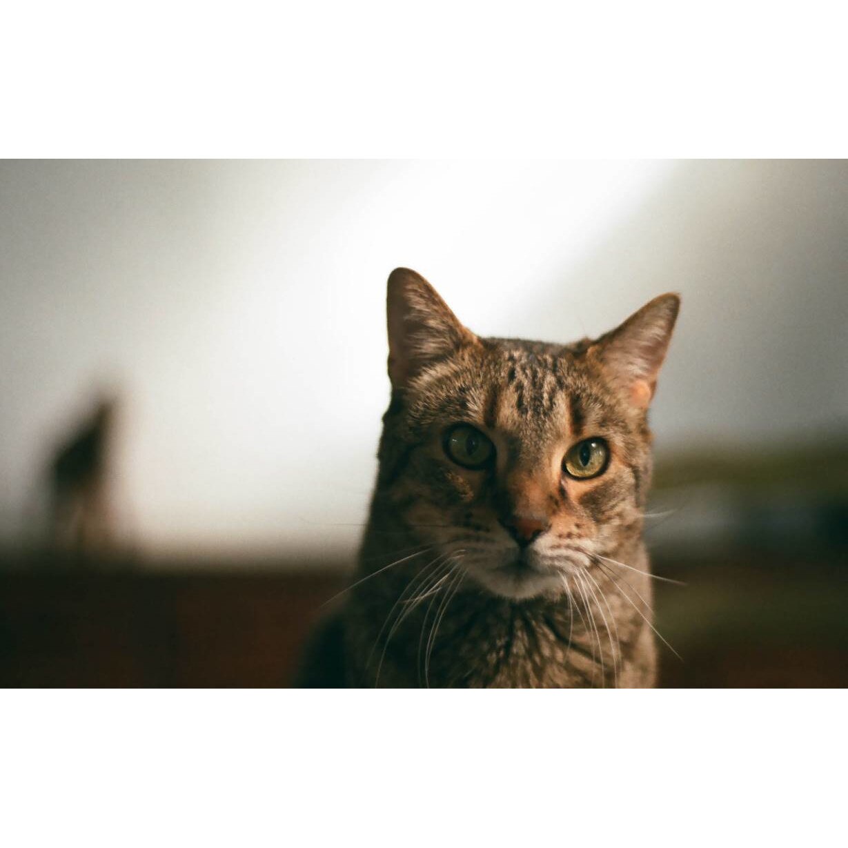 Tablou canvas 90x50 cm, Pisici model 149