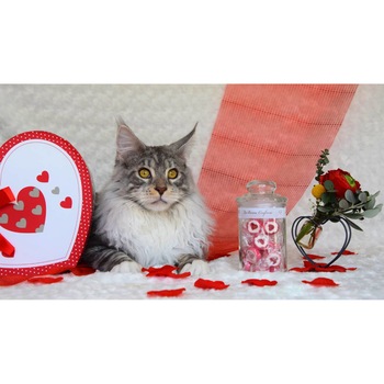 Tablou canvas 50x35 cm, Pisici model 122 Tablou canvas 50x35 cm, Pisici model 122