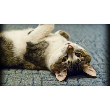 Tablou canvas 75x50 cm, Pisici model 157 Tablou canvas 75x50 cm, Pisici model 157