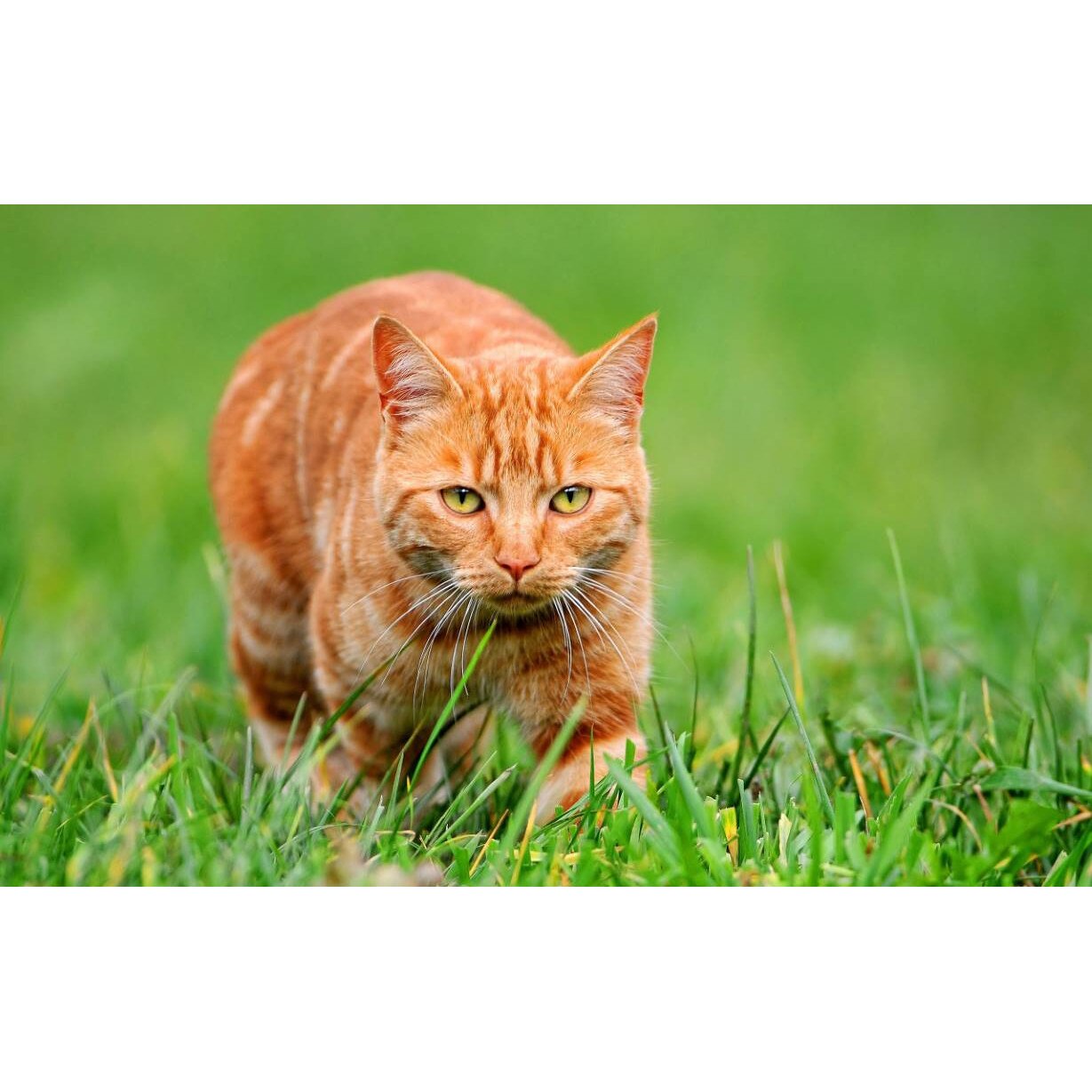 Tablou canvas 50x35 cm, Pisici model 109