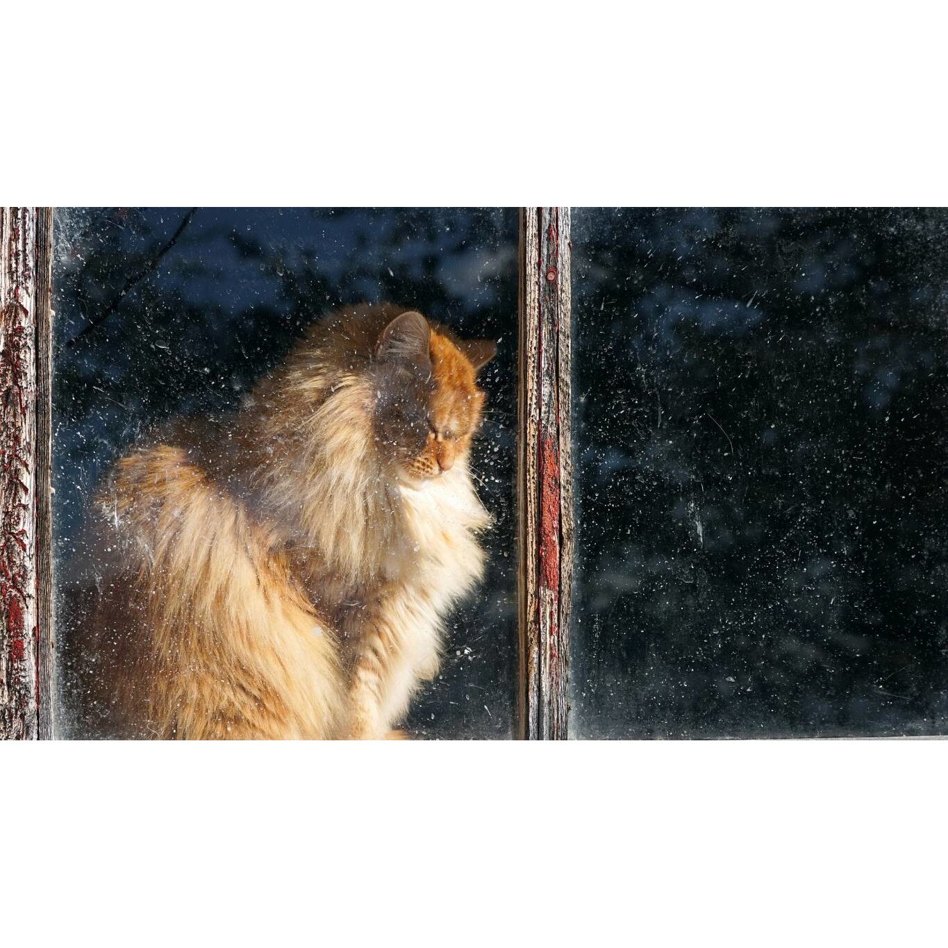 Tablou canvas 50x35 cm, Pisici model 139