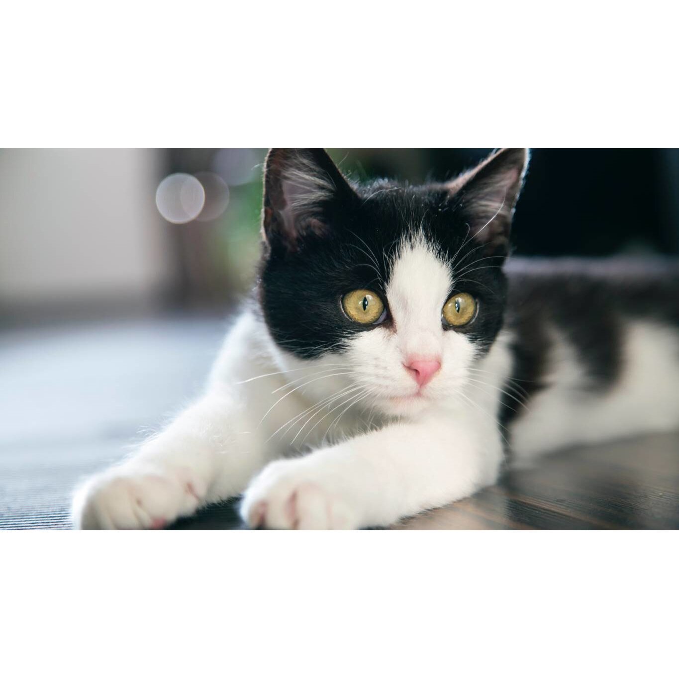 Tablou canvas 75x50 cm, Pisici model 136