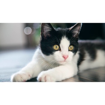 Tablou canvas 50x35 cm, Pisici model 136 Tablou canvas 50x35 cm, Pisici model 136