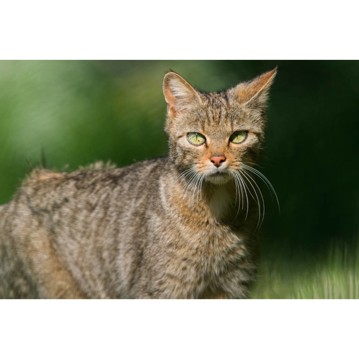 Tablou canvas 50x35 cm, Pisici model 153