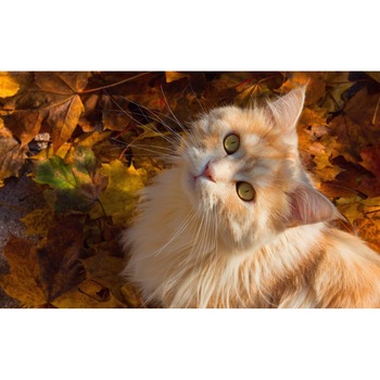 Tablou canvas 50x35 cm, Pisici model 117 Tablou canvas 50x35 cm, Pisici model 117