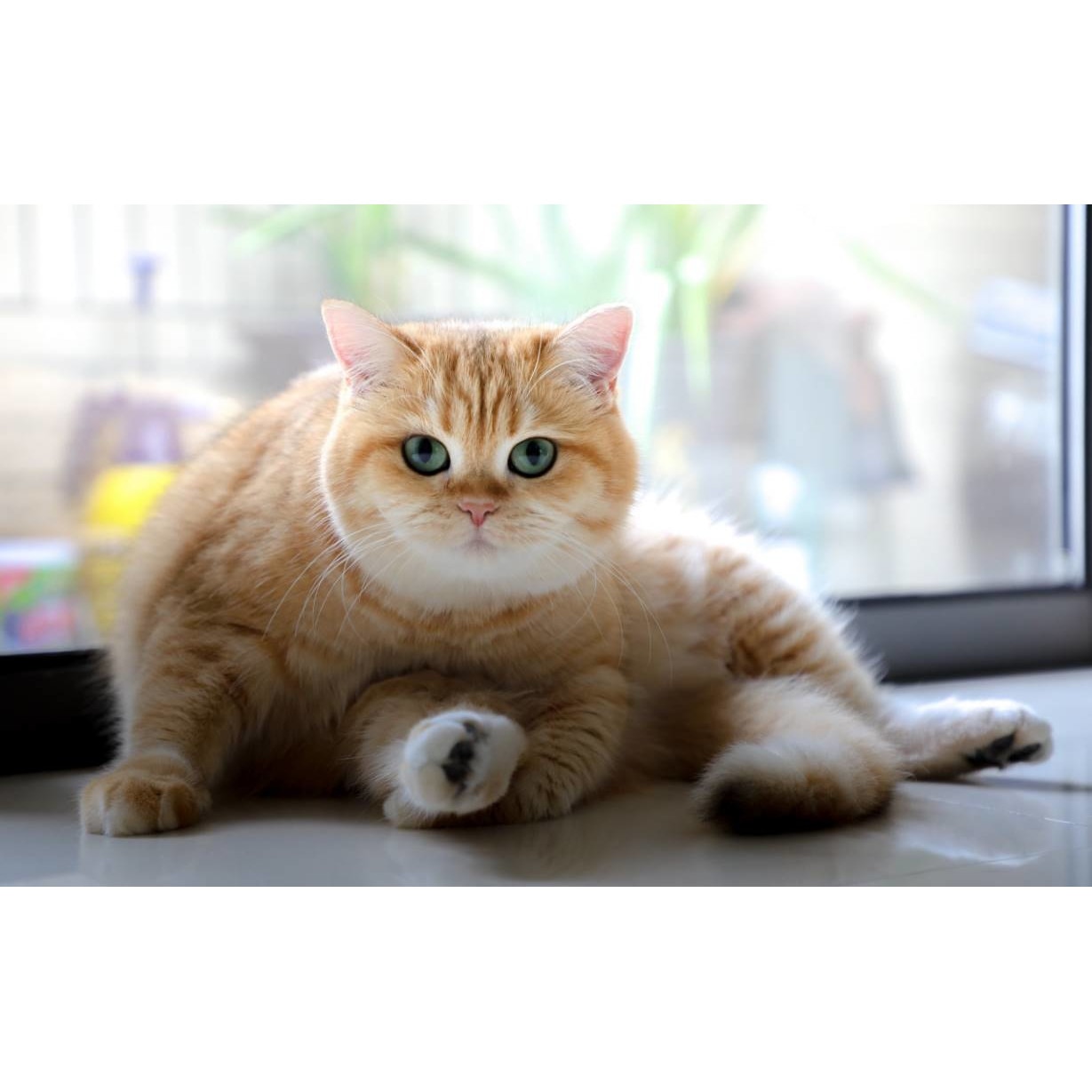 Tablou canvas 50x35 cm, Pisici model 145