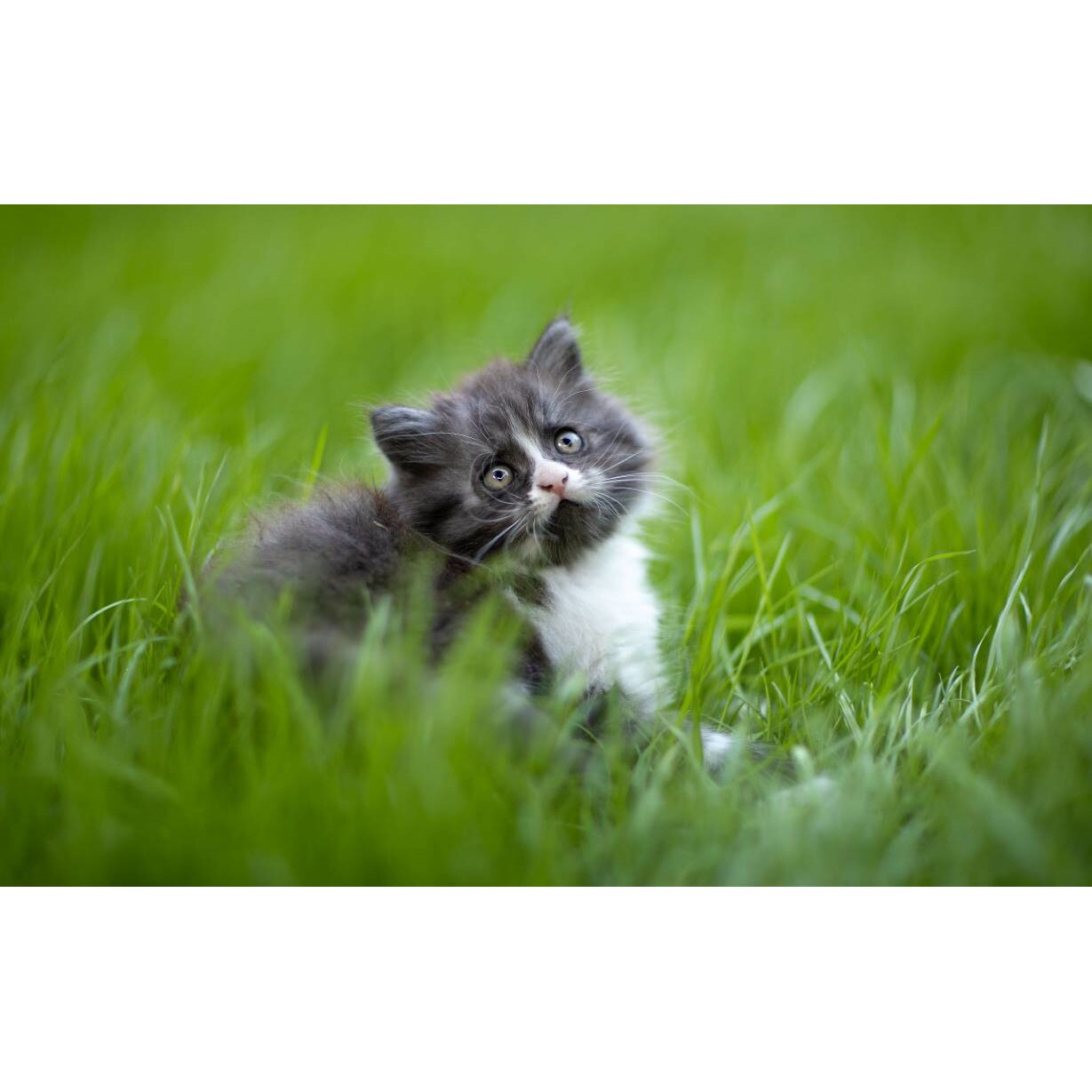 Tablou canvas 50x35 cm, Pisici model 144