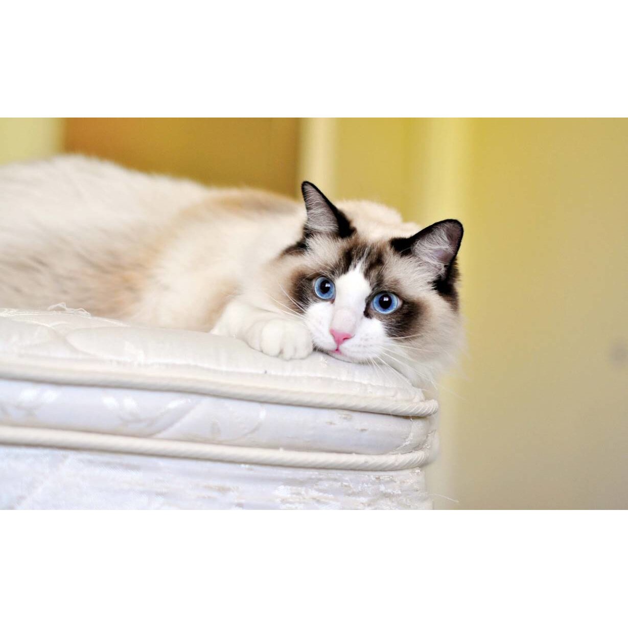 Tablou canvas 50x35 cm, Pisici model 154