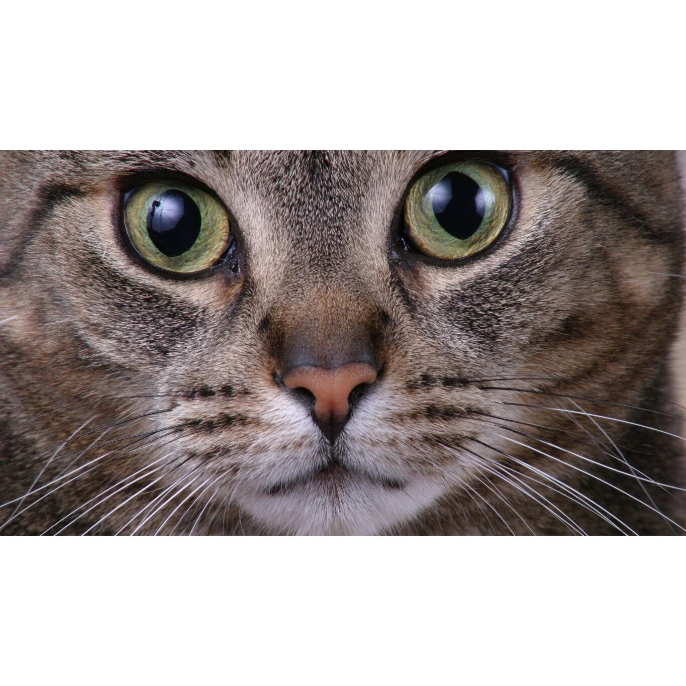 Tablou canvas 50x35 cm, Pisici model 142