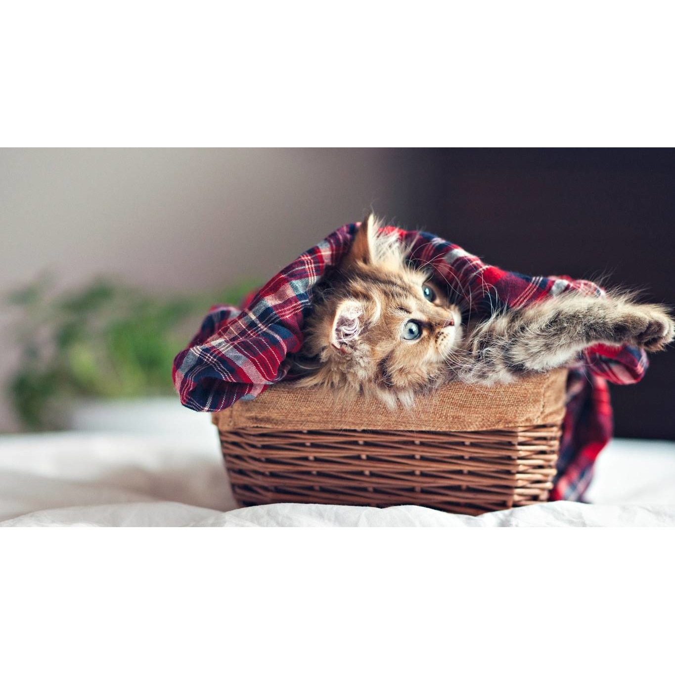 Tablou canvas 50x35 cm, Pisici model 156