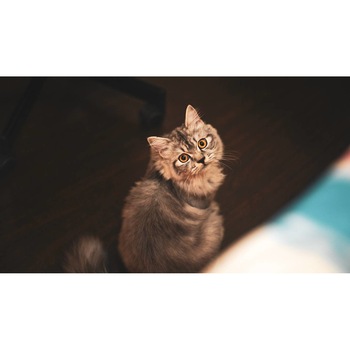 Tablou canvas 75x50 cm, Pisici model 141 Tablou canvas 75x50 cm, Pisici model 141