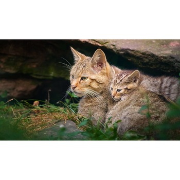 Tablou canvas 75x50 cm, Pisici model 170 Tablou canvas 75x50 cm, Pisici model 170