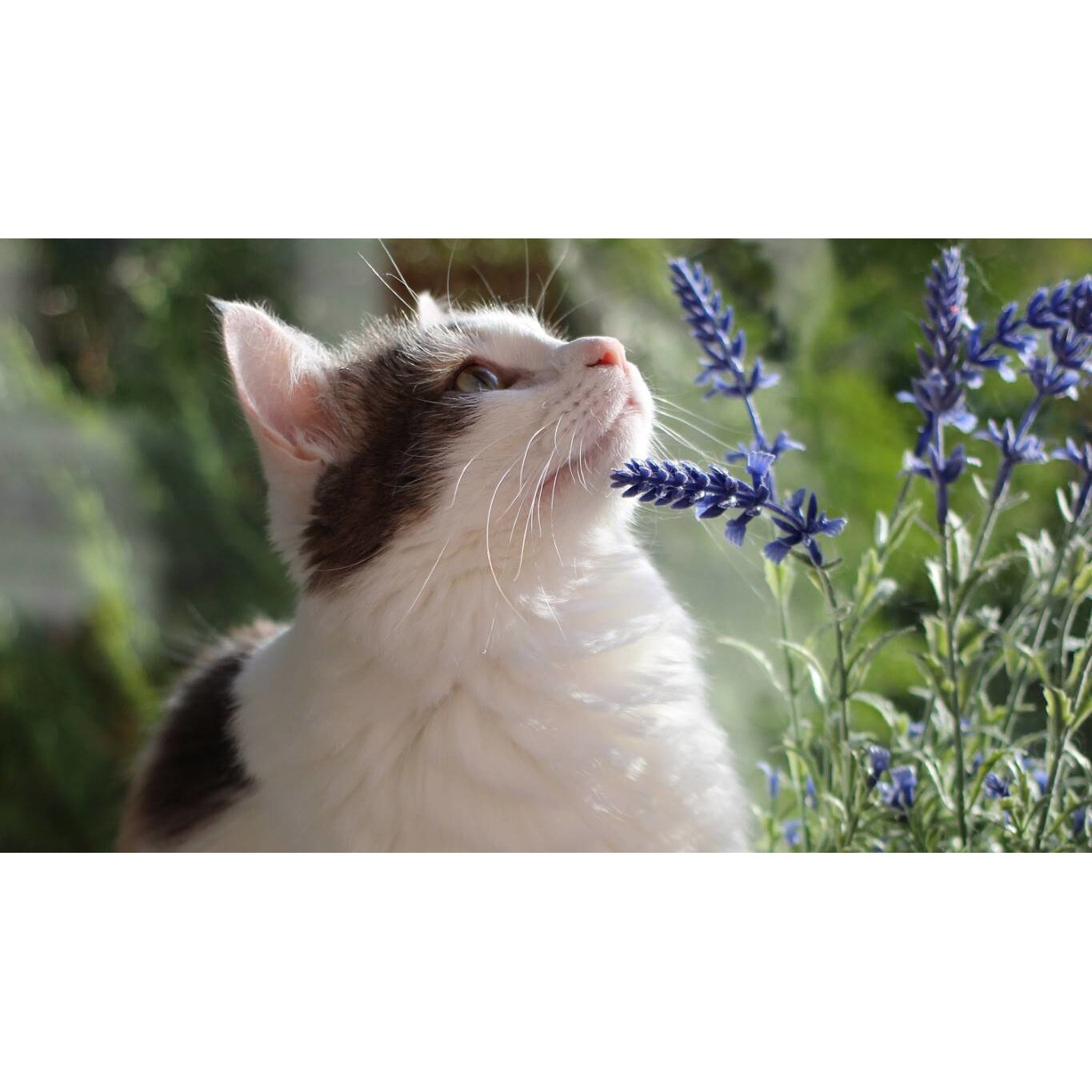 Tablou canvas 50x35 cm, Pisici model 133