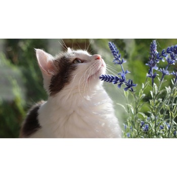 Tablou canvas 75x50 cm, Pisici model 133 Tablou canvas 75x50 cm, Pisici model 133