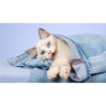 Tablou canvas 75x50 cm, Pisici model 137 Tablou canvas 75x50 cm, Pisici model 137