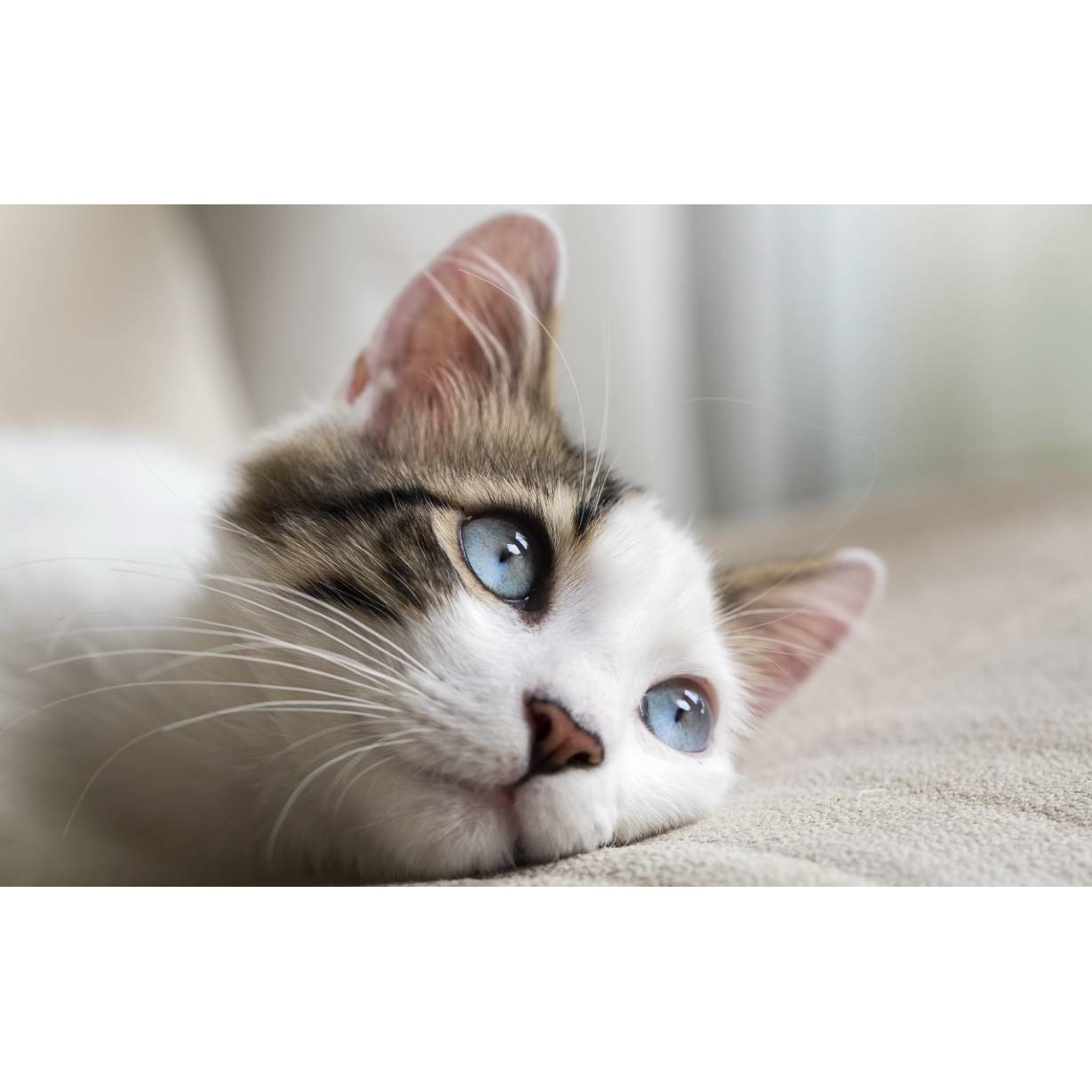 Tablou canvas 50x35 cm, Pisici model 140