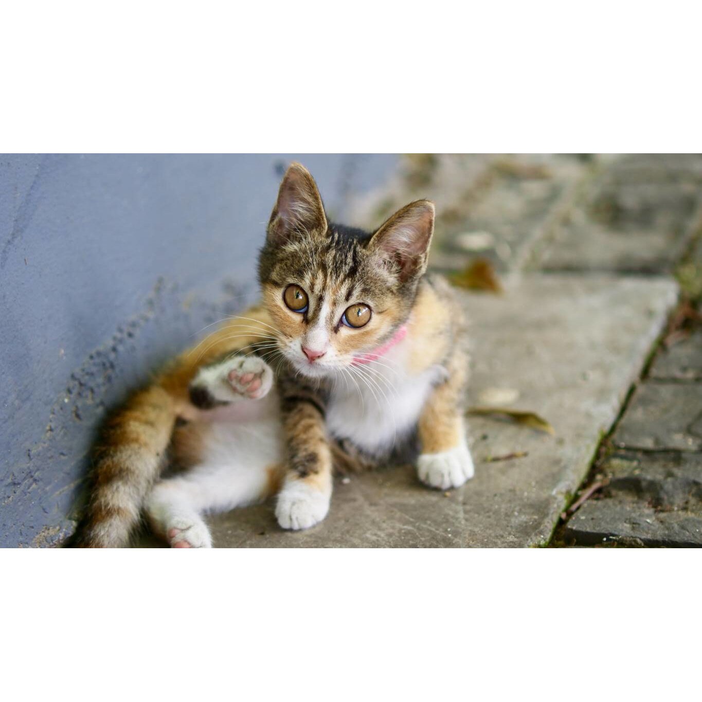 Tablou canvas 90x50 cm, Pisici model 121