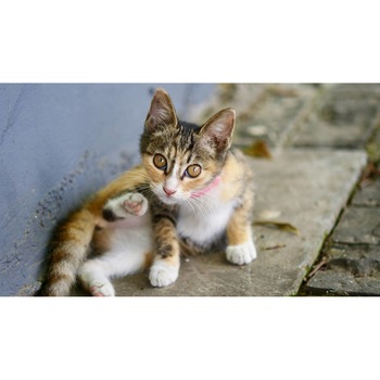 Tablou canvas 90x50 cm, Pisici model 121 Tablou canvas 90x50 cm, Pisici model 121