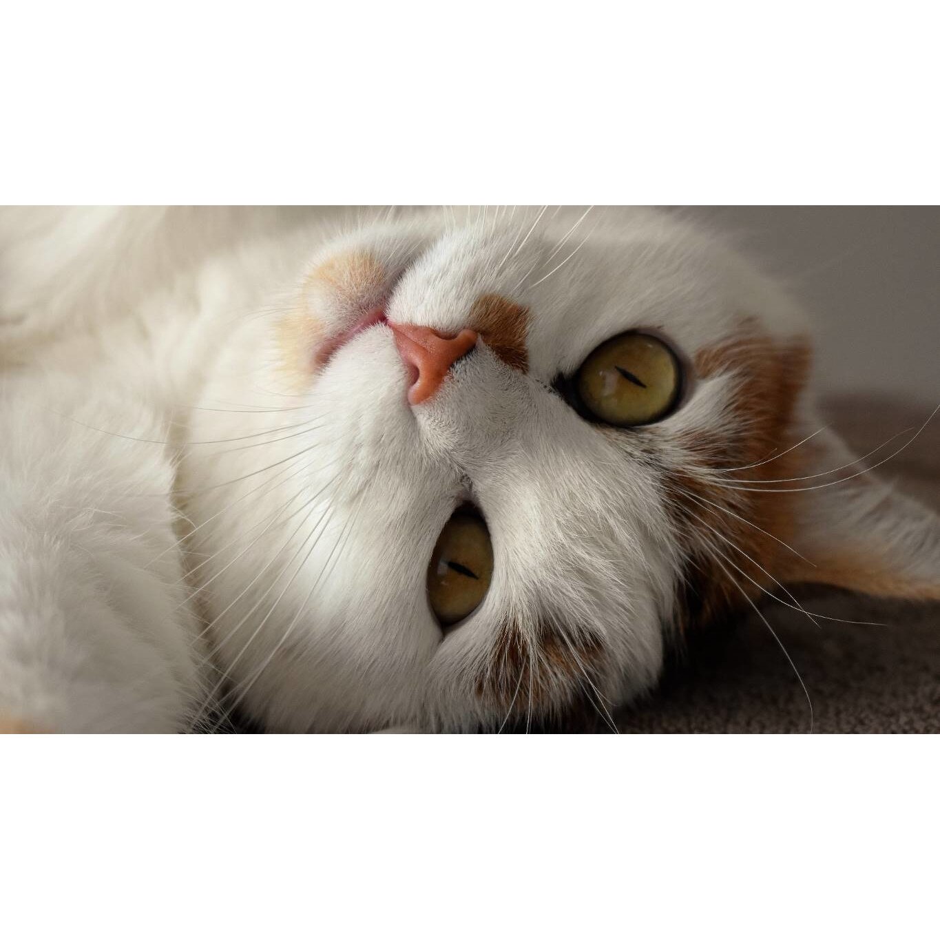 Tablou canvas 90x50 cm, Pisici model 162