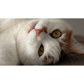 Tablou canvas 75x50 cm, Pisici model 162 Tablou canvas 75x50 cm, Pisici model 162