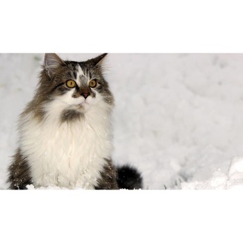 Tablou canvas 50x35 cm, Pisici model 175 Tablou canvas 50x35 cm, Pisici model 175