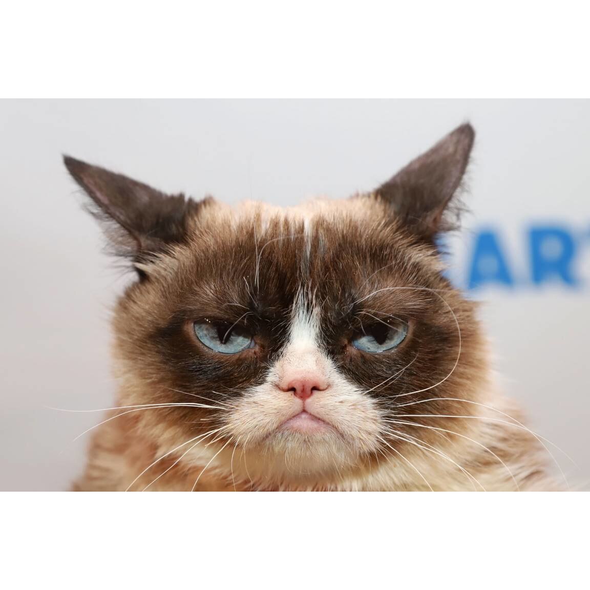 Tablou canvas 75x50 cm, Pisici model 166